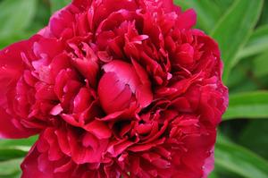 Paeonia lactiflora 'Felix Supreme' Peony from Kansas Roots