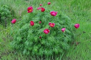 Paeonia tenuifolia Fern Leaf Peony from Kansas Roots