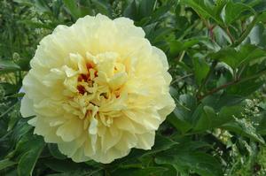 Paeonia Itoh Hybrid 'Garden Treasure' Peony from Kansas Roots
