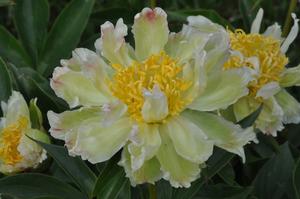 Paeonia lactiflora 'Green Lotus' Peony from Kansas Roots
