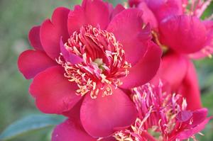 Paeonia lactiflora 'Hari-Ai-Nin' Peony from Kansas Roots
