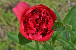 Paeonia lactiflora 'Many Happy Returns' Peony from Kansas Roots