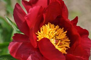 Paeonia lactiflora 'Merry Mayshine' Peony from Kansas Roots