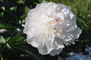 Paeonia lactiflora 'My Love' Peony from Kansas Roots