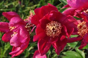 Paeonia lactiflora 'Nippon Beauty' Peony from Kansas Roots