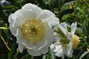 Paeonia lactiflora 'Prairie Star' Peony from Kansas Roots