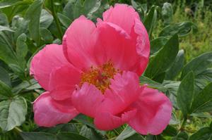 Paeonia lactiflora 'Rose Garland' Peony from Kansas Roots