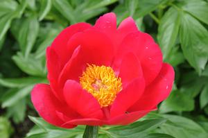 Paeonia lactiflora 'Scarlet O'Hara' Peony from Kansas Roots