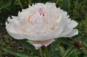 Paeonia lactiflora 'Shirley Temple' Peony from Kansas Roots