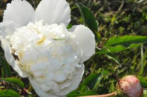 Paeonia lactiflora 'Snow Mountain' Peony from Kansas Roots