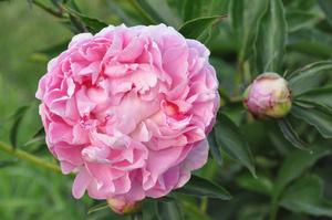 Paeonia lactiflora 'Souvenir de Louis Bigot' Peony from Kansas Roots