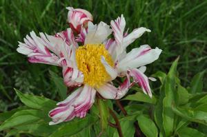 Paeonia lactiflora 'Twitterpated' Peony from Kansas Roots