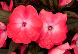 Impatiens hawkeri 'Infinity® series' New Guinea Impatiens from Kansas Roots
