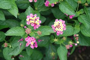 Lantana camara 'Bandana® series' Lantana from Kansas Roots