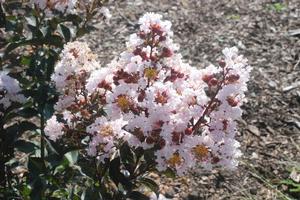 Lagerstroemia indica 'Burgundy Cotton®' Crapemyrtle from Kansas Roots