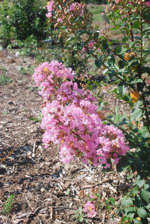 Lagerstroemia indica 'Potomac' Crapemyrtle from Kansas Roots