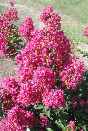 Lagerstroemia indica x fauriei 'Tonto' Crapemyrtle from Kansas Roots