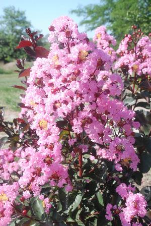 Lagerstroemia indica 'Rhapsody in Pink®' Crapemyrtle from Kansas Roots
