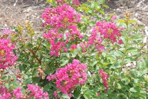 Lagerstroemia indica 'Watermelon Red' Crapemyrtle from Kansas Roots