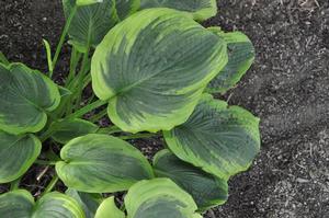 Hosta 'A Many-Splendored Thing' Plantain Lily from Kansas Roots
