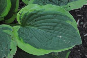 Hosta 'Abiqua Moonbeam' Plantain Lily from Kansas Roots