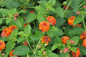 Lantana camara 'Chipotle™ Flare' Lantana from Kansas Roots