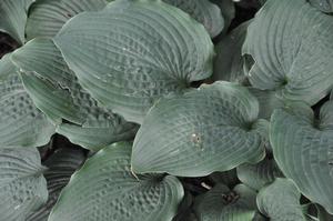 Hosta 'Big Mama' Plantain Lily from Kansas Roots