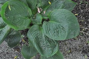 Hosta 'Blue Umbrellas' Plantain Lily from Kansas Roots