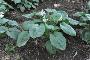 Hosta 'Bressingham Blue' Plantain Lily from Kansas Roots