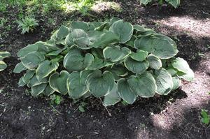 Hosta 'Christmas Tree' Plantain Lily from Kansas Roots