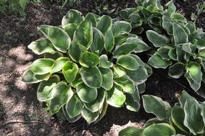 Hosta 'Diana Remembered' Plantain Lily from Kansas Roots