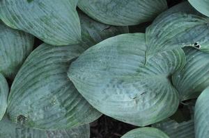 Hosta 'Dorset Blue' Plantain Lily from Kansas Roots