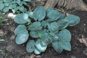 Hosta 'Fragrant Blue' Plantain Lily from Kansas Roots