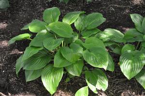 Hosta 'Fried Bananas' Plantain Lily from Kansas Roots