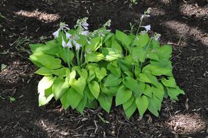 Hosta 'Gold Edger' Plantain Lily from Kansas Roots