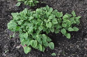 Hosta 'Golden Tiara' Plantain Lily from Kansas Roots