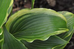 Hosta 'Grand Tiara' Plantain Lily from Kansas Roots