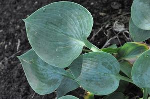 Hosta 'Hadspen Blue' Plantain Lily from Kansas Roots