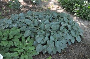 Hosta 'Halcyon' Plantain Lily from Kansas Roots