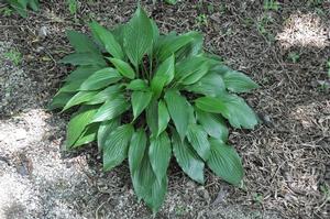 Hosta 'Harvest Dandy' Plantain Lily from Kansas Roots