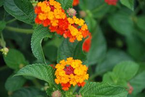 Lantana camara 'Luscious® series' Lantana from Kansas Roots