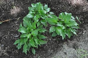 Hosta 'Invincible' Plantain Lily from Kansas Roots