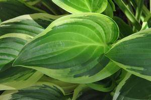 Hosta 'Iron Gate Delight' Plantain Lily from Kansas Roots
