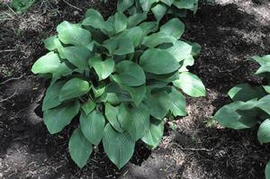 Hosta 'Krossa Regal' Plantain Lily from Kansas Roots
