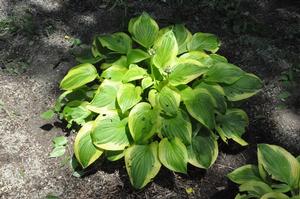 Hosta 'Last Dance' Plantain Lily from Kansas Roots