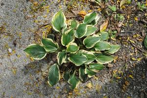 Hosta 'Mama Mia' Plantain Lily from Kansas Roots