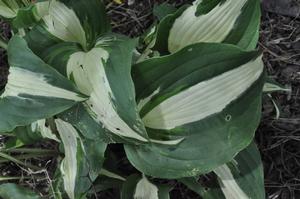 Hosta 'Night Before Christmas' Plantain Lily from Kansas Roots