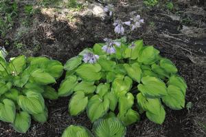 Hosta 'Old Glory' Plantain Lily from Kansas Roots