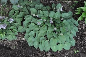 Hosta 'Pacific Blue Edger' Plantain Lily from Kansas Roots