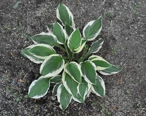 Hosta 'Patriot' Plantain Lily from Kansas Roots